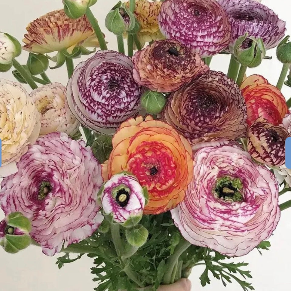 Ranunculus Elegance Pastello Striato - 10 Pack
