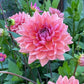 Dahlia 'Dutch Pearl'