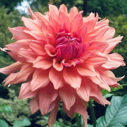 Dahlia 'Hee Haugh'