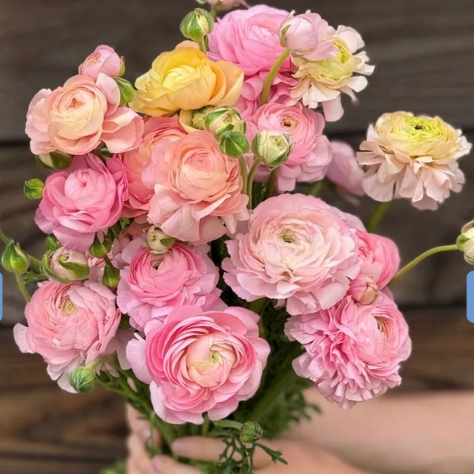Ranunculus Elegance Pastello (127-00) - 10 Pack