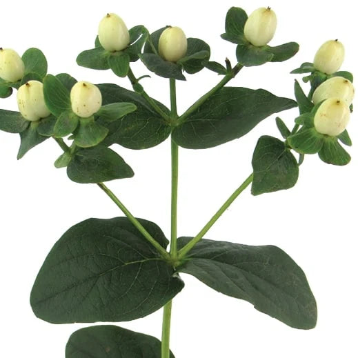 Hypericum 'Globo™ Champagne' | 4 Pack | Week of Sept 21