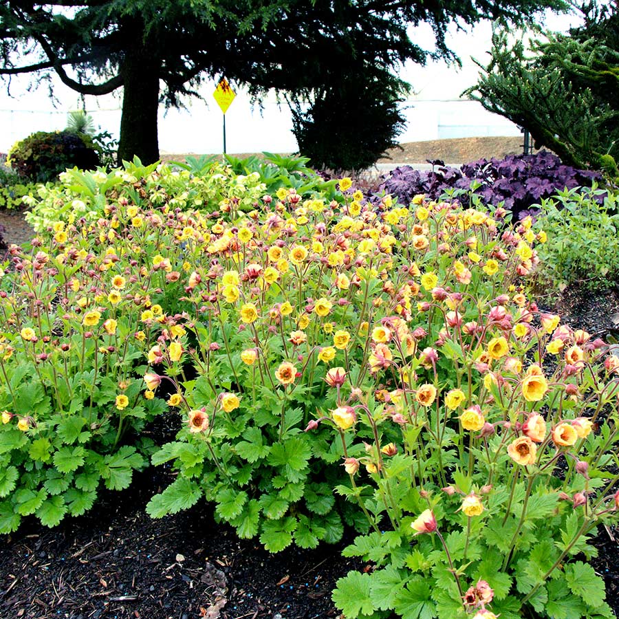 Week 14 | Geum 'Tempo Yellow' | 2 Pack