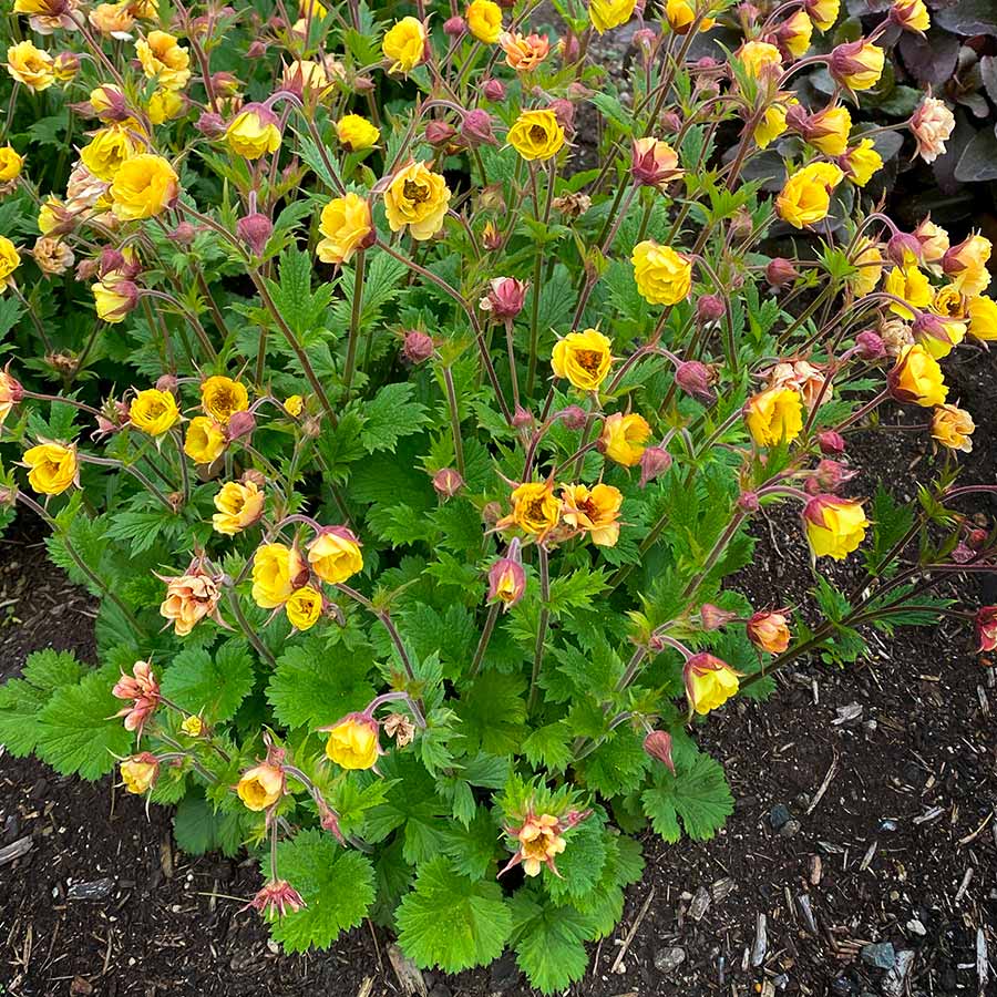Week 14 | Geum 'Tempo Yellow' | 2 Pack