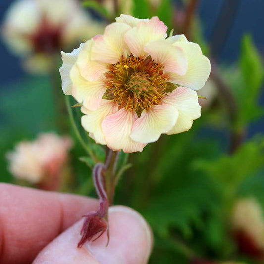 Week 14 | Geum 'Tempo Yellow' | 2 Pack