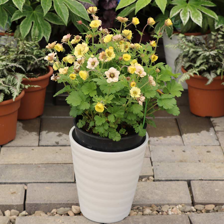 Week 14 | Geum 'Tempo Yellow' | 2 Pack