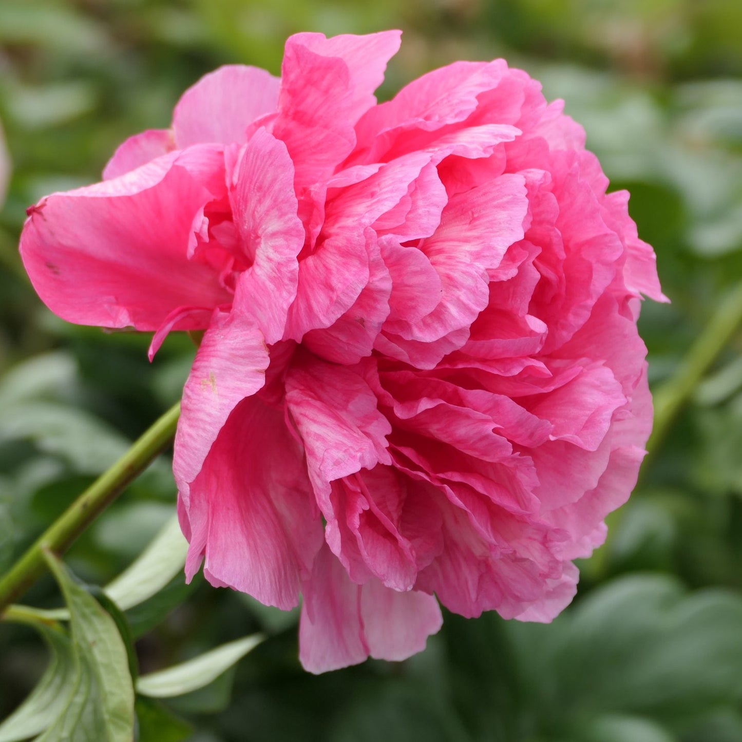 Glowing Raspberry Rose Peony - Hybrid 3-5 eyes