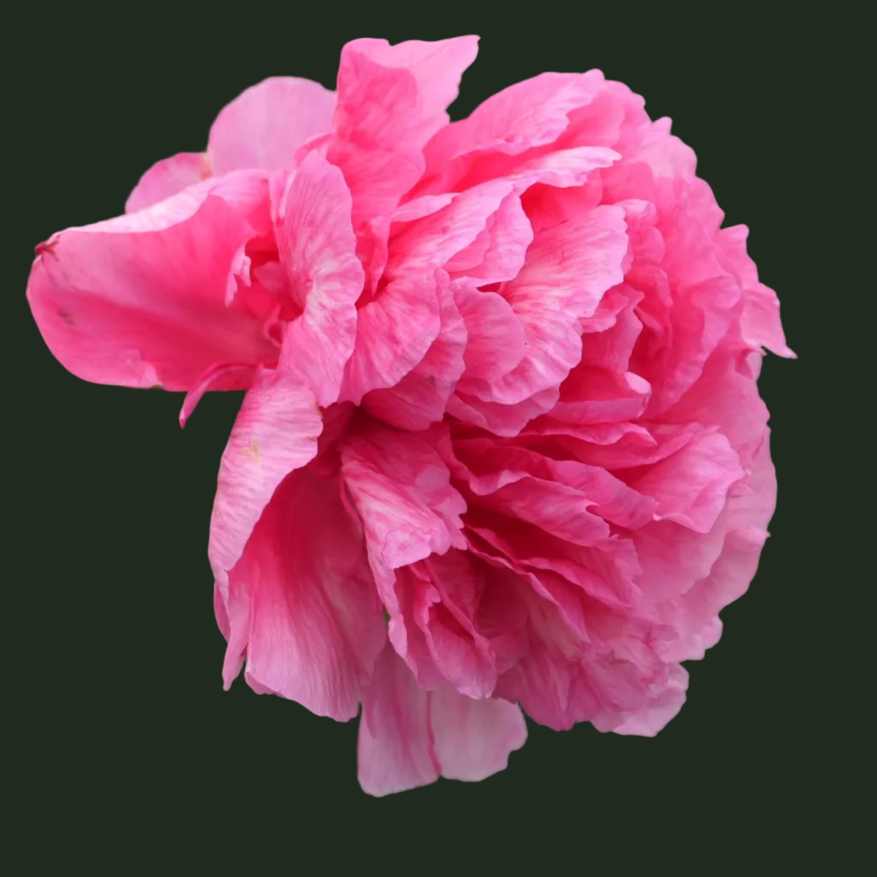 Glowing Raspberry Rose Peony - Hybrid 3-5 eyes – Fuirk Home