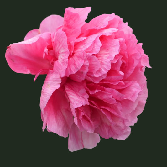 Glowing Raspberry Rose Peony - Hybrid 3-5 eyes
