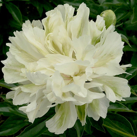 Green Monster Peony - Lactiflora 3-5 eyes