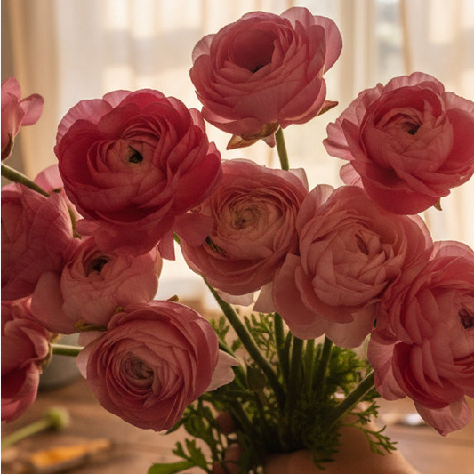 Ranunculus Half Clone Marshmallow - 10 Pack