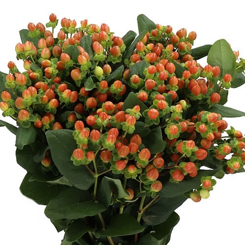 Week 14 | Hypericum 'Globo™ Coral | 4 Pack