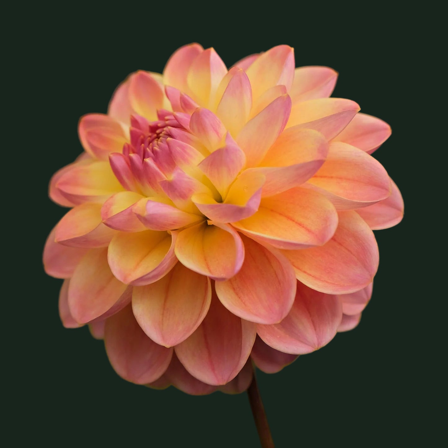 World Series Collection - Hapet Pastel (Read Description)