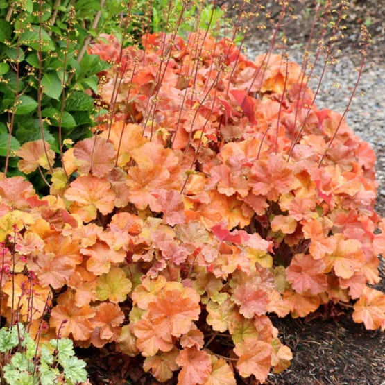 Heuchera Northern Exposure Amber - 2 Pack