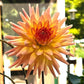Dahlia 'Hollyhill Peachy Keen'