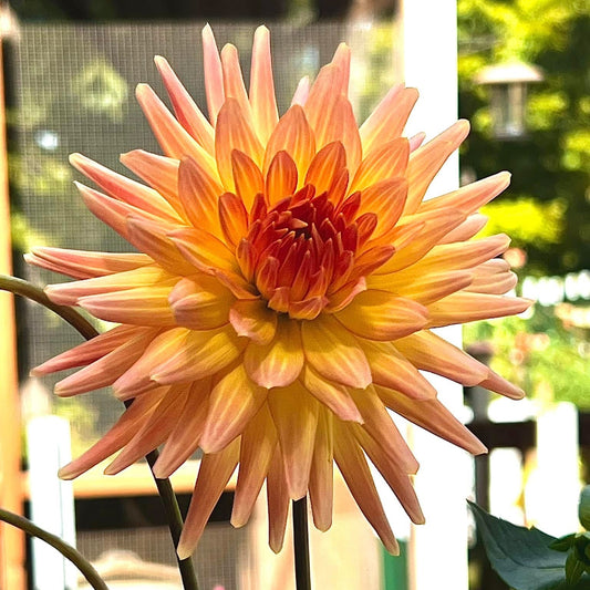 Dahlia 'Hollyhill Peachy Keen' - Incurved Cactus (1 tuber)