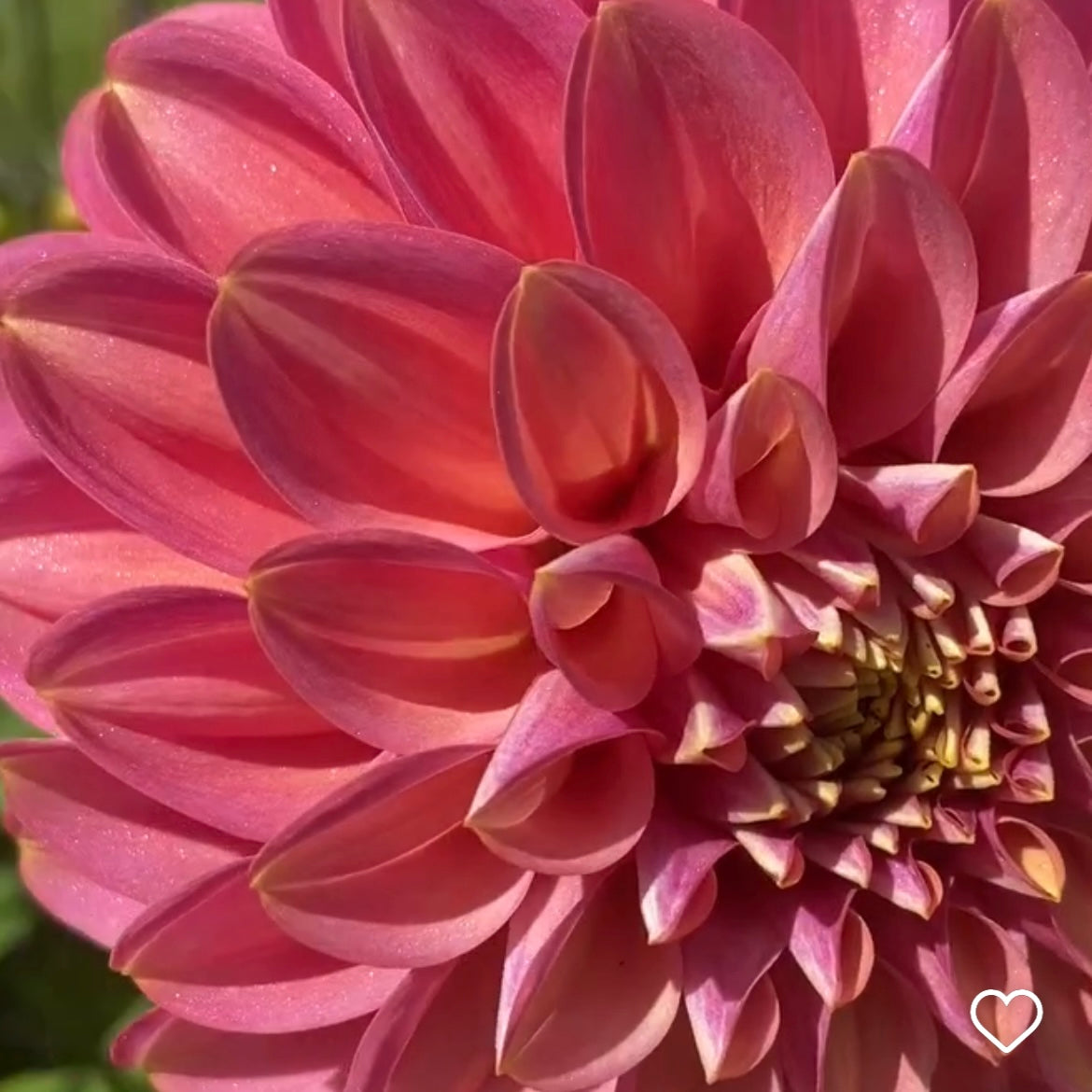 Dahlia 'Milena Fleur' - Spring Shipped