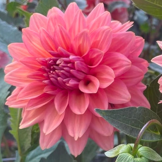 Dahlia 'Connecticut Coral' - Formal Decorative (1 tuber)