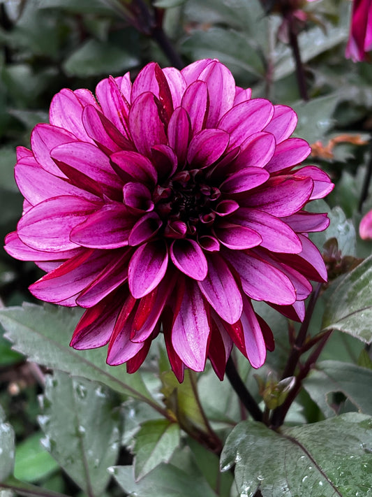 Melissa Anna Marijke Dahlia Tuber