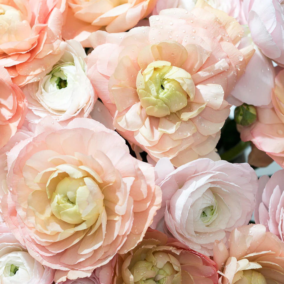 Elegance Rococo Ranunculus Elegance® La Dolce Vita Ranunculus – A perfect pastel ranunculus mix ...