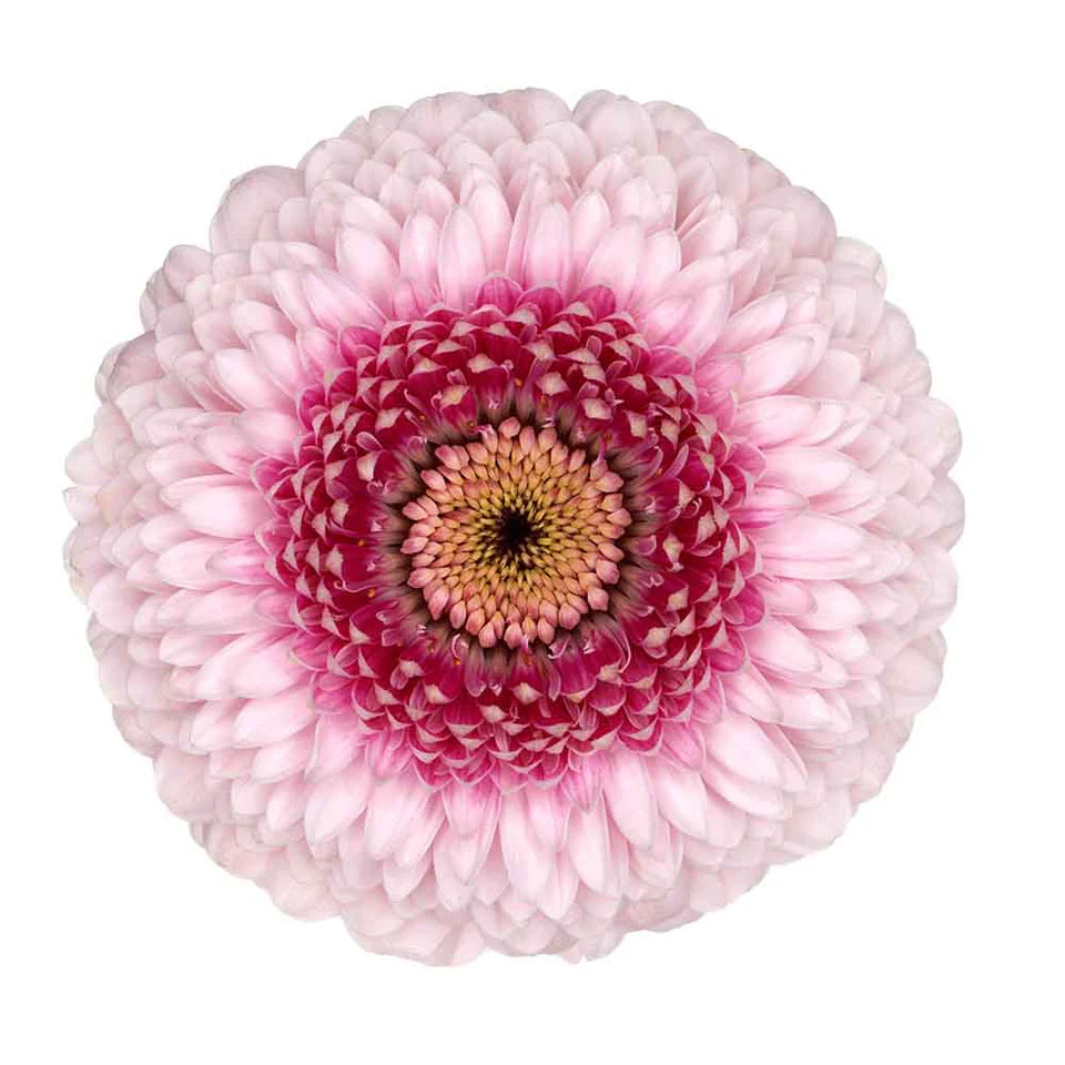 Gerbera Pompini Mini Camila