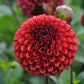 Dahlia 'Copper Boy'