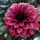 Dahlia 'Night Silence'