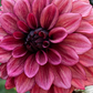 Dahlia 'Night Silence'