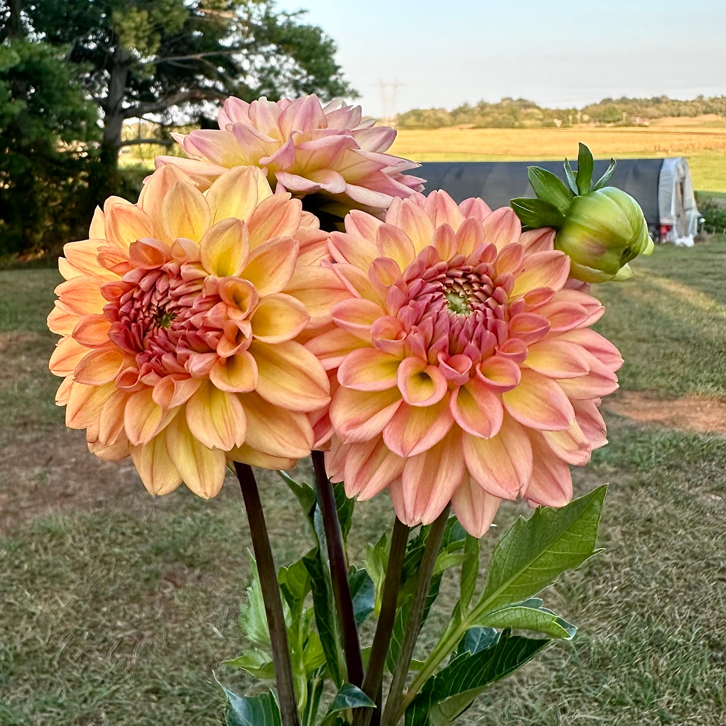 Dahlia 'Lark's Ebbe' - Formal Decorative (1 tuber)