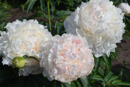 Peony Brother Chuck