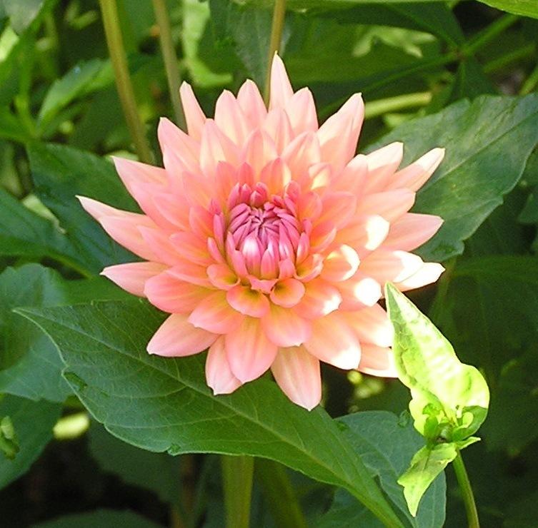 Dahlia 'Touche' - Spring Shipped