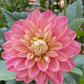 Dahlia 'Milena Fleur'