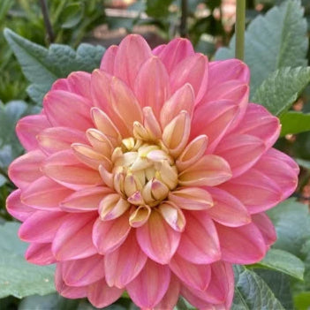 Dahlia 'Milena Fleur' - Waterlily (1 tuber)