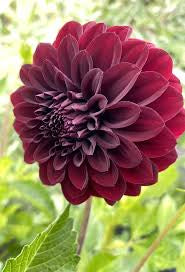 Black Satin Dahlia