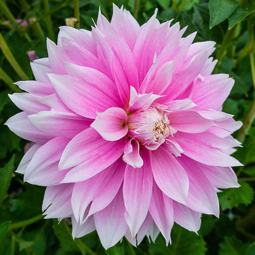 Dahlia 'Evanah' - Informal Decorative  (1 tuber)