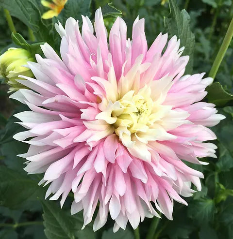 Chilson’s Pride Dahlia