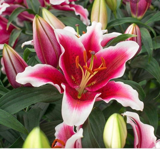 King Solomon Oriental Lily Bulbs