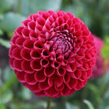 Dahlia 'Cornel'