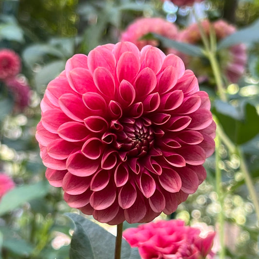 'Levi's Blood Moon' Rooted Cutting