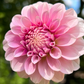 Dahlia 'Levi's Confessor'