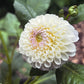 Dahlia 'Hollyhill Miss White'