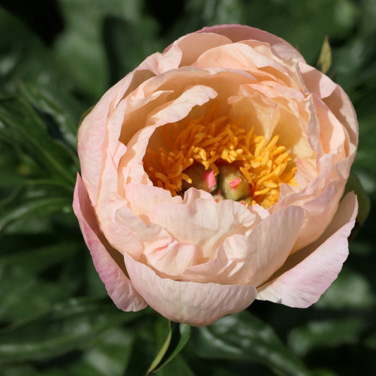 King’s Day Peony - Hybrid 3-5 Eyes