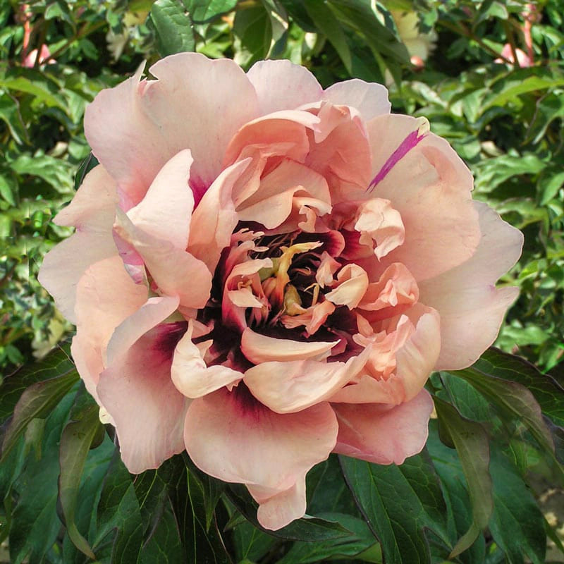 Oochigeas Peony