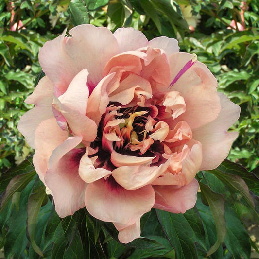 Oochigieas Peony - Itoh 3-5 eyes