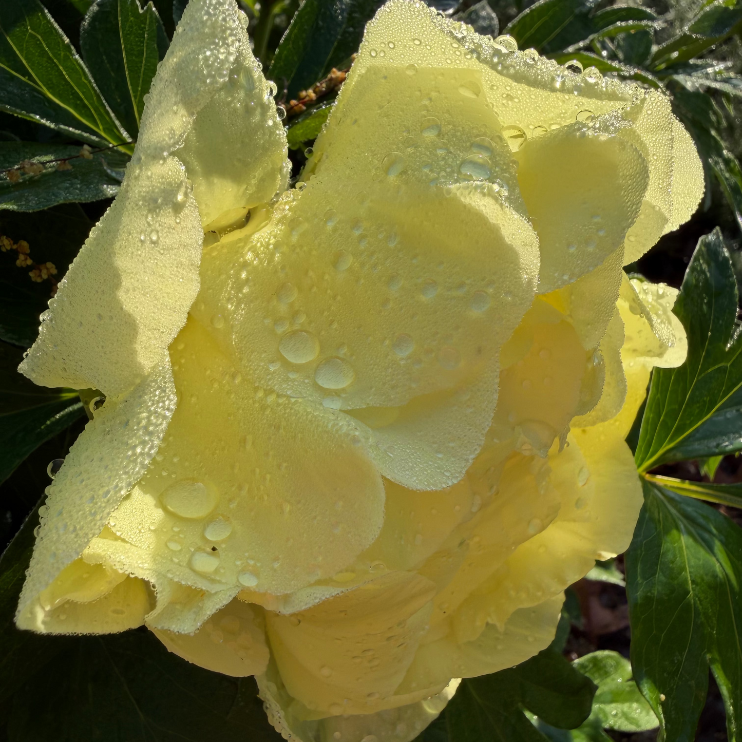 Bartzella Peony - Itoh 3-5 eyes