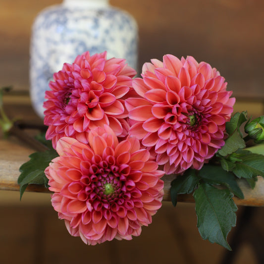 Dahlia 'Bloomquist Curt' - Formal Decorative (1 tuber)