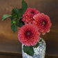 Dahlia 'Bloomquist Curt'