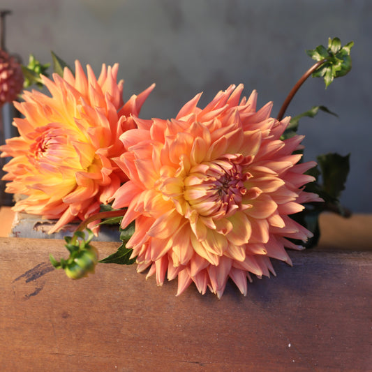 Dahlia 'AC Ben'
