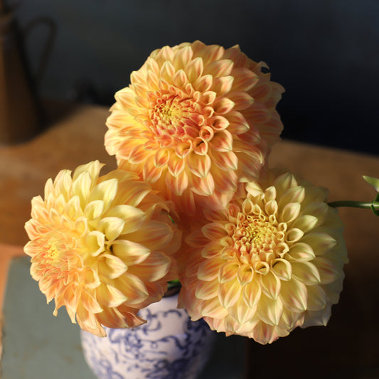 Dahlia 'Bracken Sarah'