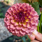 Dahlia 'Ferncliff Thunder'