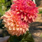 Dahlia 'KA's® Desert Rose'